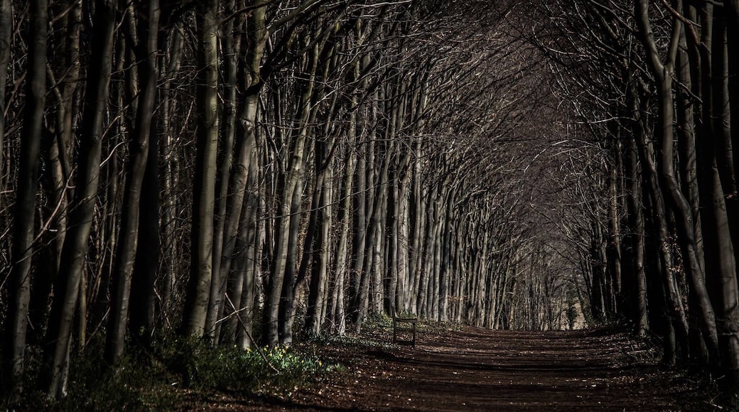 Late in the day as the sun started to set. Wandlebury has so many lovely places to photograph.