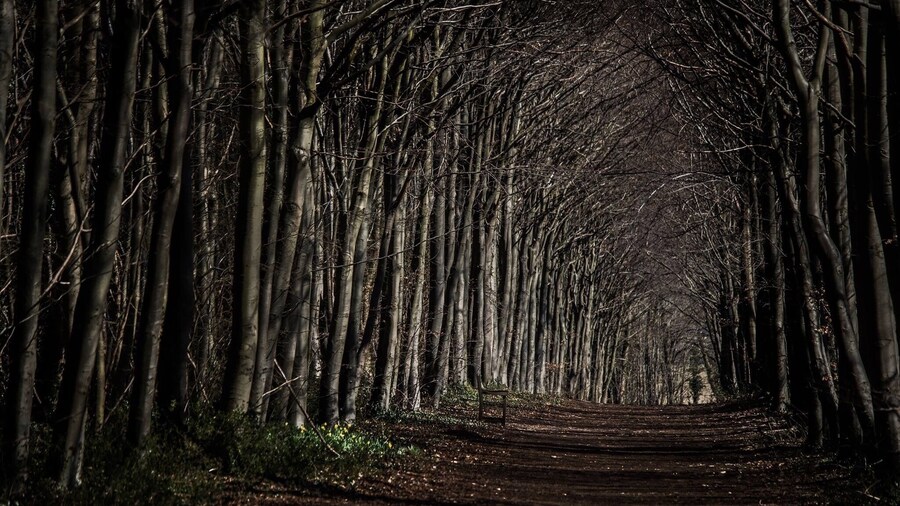 Late in the day as the sun started to set. Wandlebury has so many lovely places to photograph.
