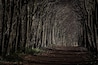 Un sentier forestier bordé d’arbres hauts et sans feuilles.