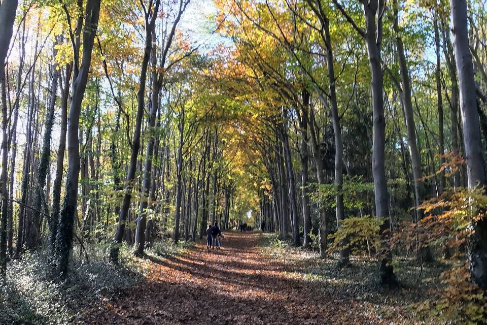 Un sentiero nella foresta con alberi dai colori dell'autunno.