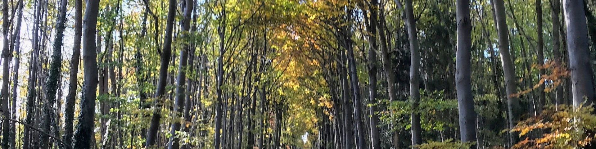 Walk in the woods 🍂