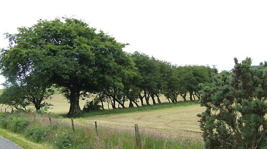A rural landscape with a row of trees along a fence line.