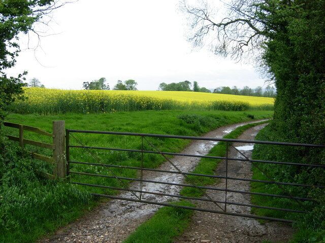 A rural path leading through a field of yellow flowers, bordered by a wooden fence and a metal gate.