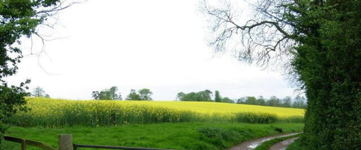 A rural path leading through a field of yellow flowers, bordered by a wooden fence and a metal gate.