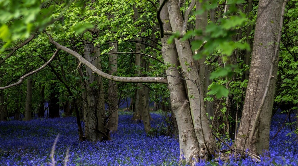 Sea of blue bells
#bvsblue