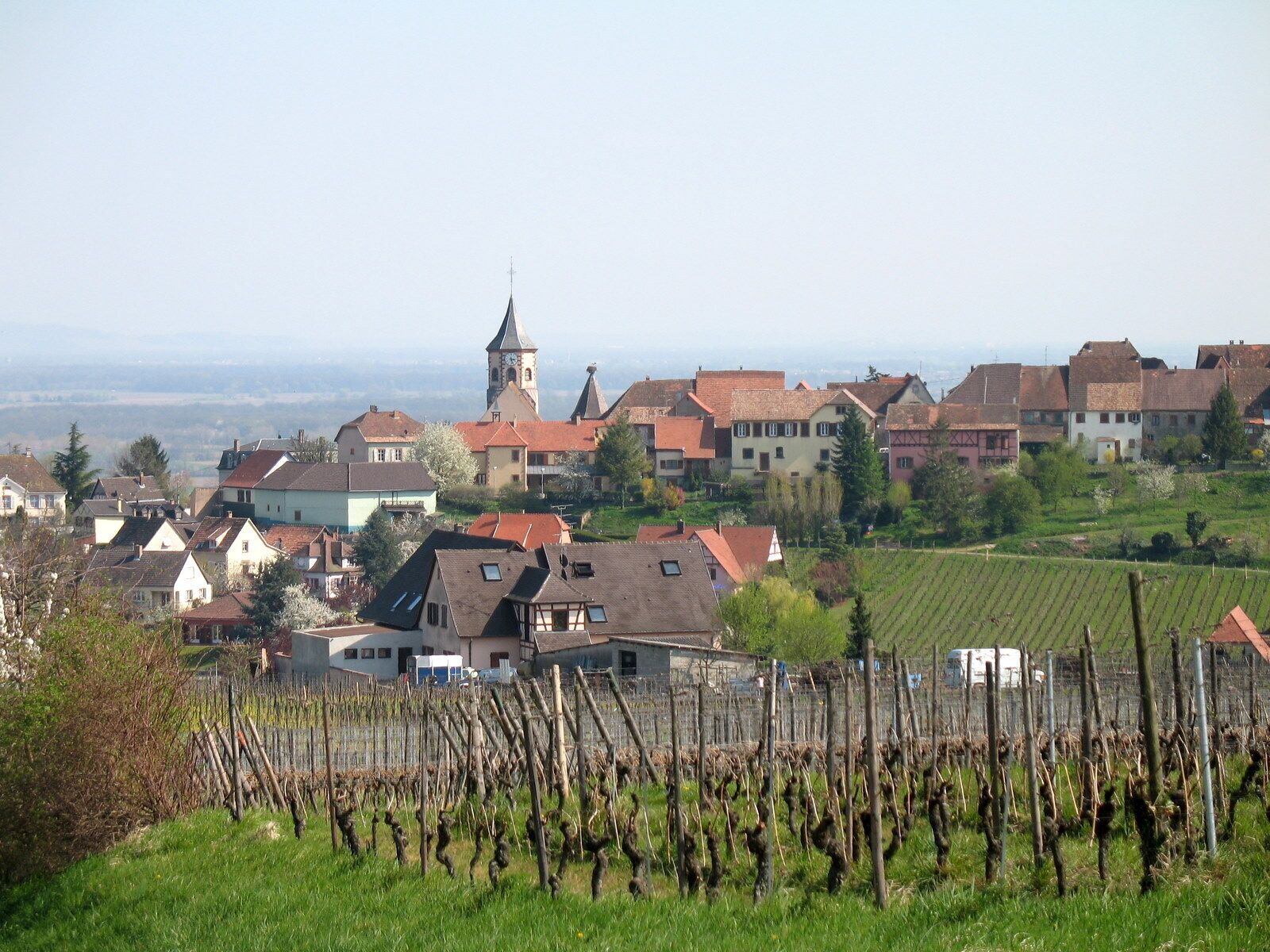 A vineyard with rows of grapevines, a church with a clock tower, and traditional houses in a rural setting.