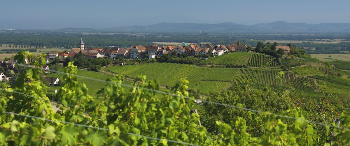 Vignobles autour de Zellenberg dans le Haut-Rhin