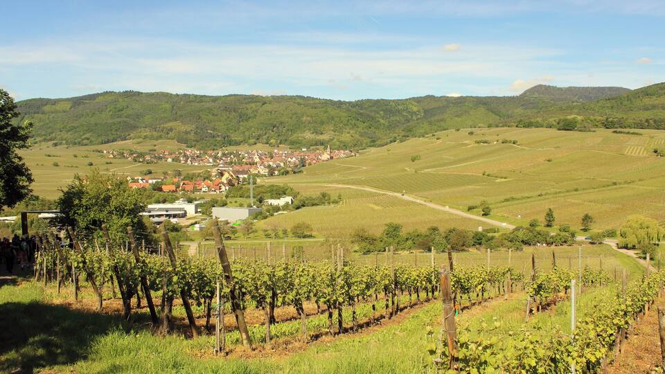 A vineyard with rows of grapevines, a small town in the valley, and rolling hills in the background.