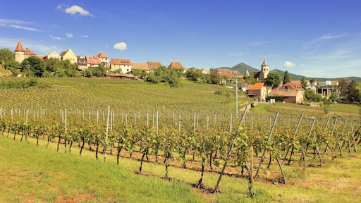 2017-05-21-10-18-03_Les Forts Trotters_au Sentier des Grands Crus