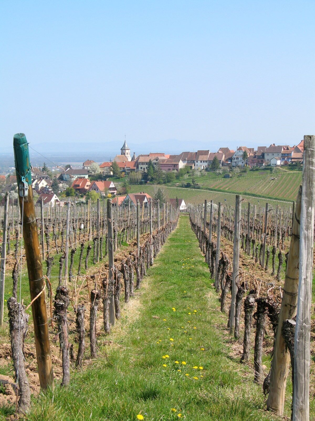 A vineyard with rows of grapevines, a church, and houses in the background.