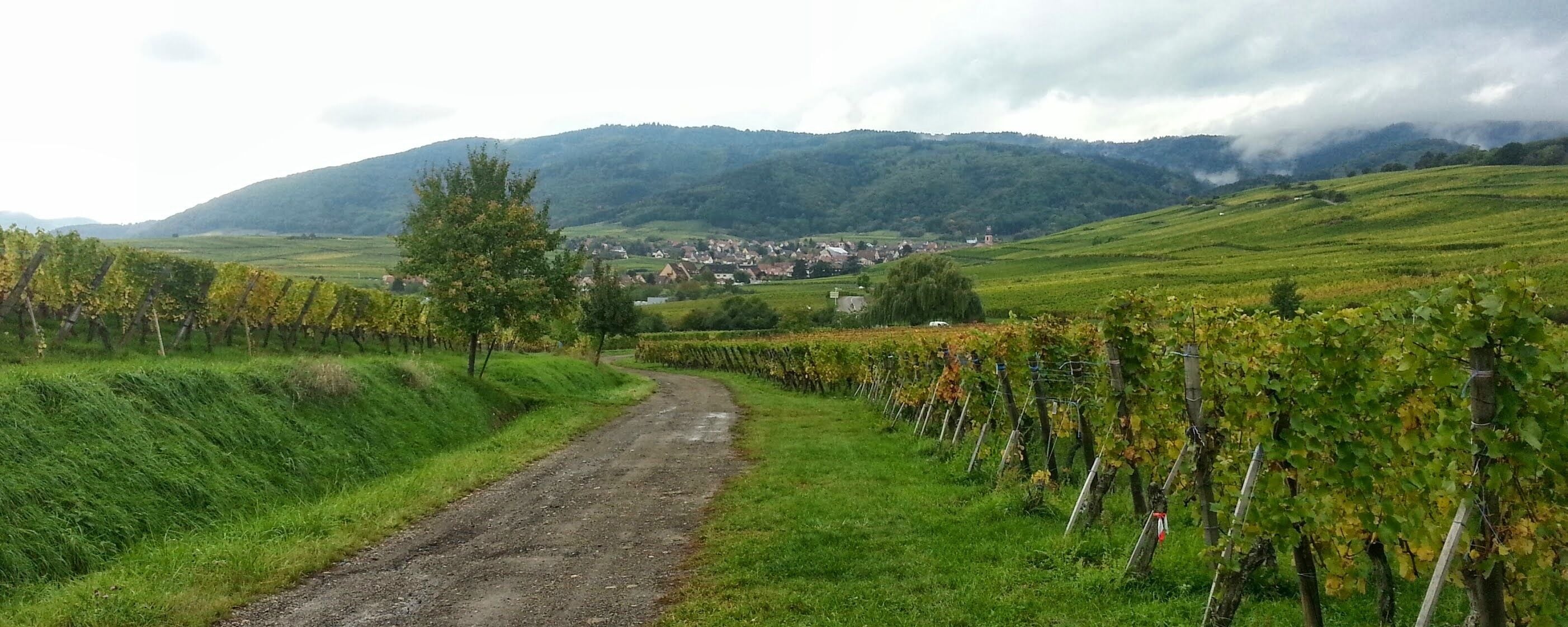 A vineyard path with rows of grapevines, a small tree, and a village in the background with hills.
