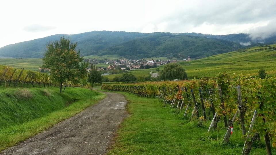 A vineyard path with rows of grapevines, a small tree, and a village in the background with hills.