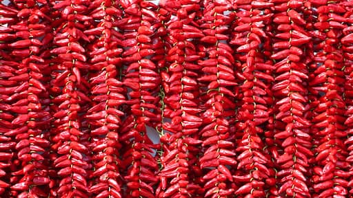 Piment d'Espelette / Espelette pepper (Capsicum annuum)