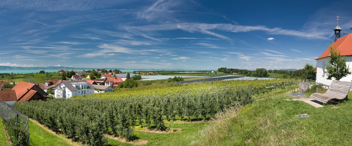 A vineyard, a church with a red roof, and houses with red roofs in a rural landscape.