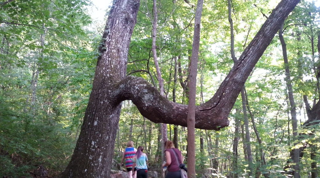 Unique tree on the way up the mountain from Craven Manor.