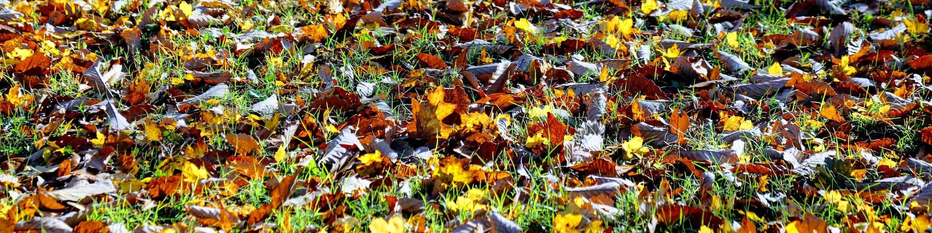 Fall leaves at Point Park national monument. This is on top of lookout mountain, Chattanooga Tennessee. It is a civil war battle spot and the history and beauty of the area always enthralls me.