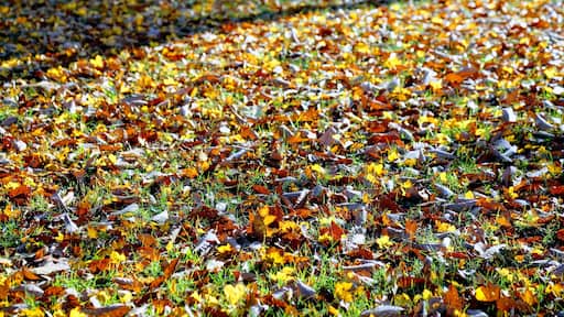 Fall leaves at Point Park national monument. This is on top of lookout mountain, Chattanooga Tennessee. It is a civil war battle spot and the history and beauty of the area always enthralls me.