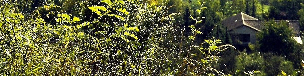 Hammelburg: Blick auf Altstadt und Saaletal von ungefähr Norden; Oktober 2000