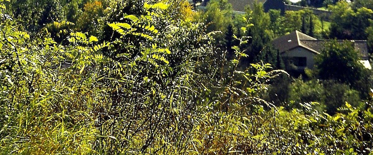Hammelburg: Blick auf Altstadt und Saaletal von ungefähr Norden; Oktober 2000