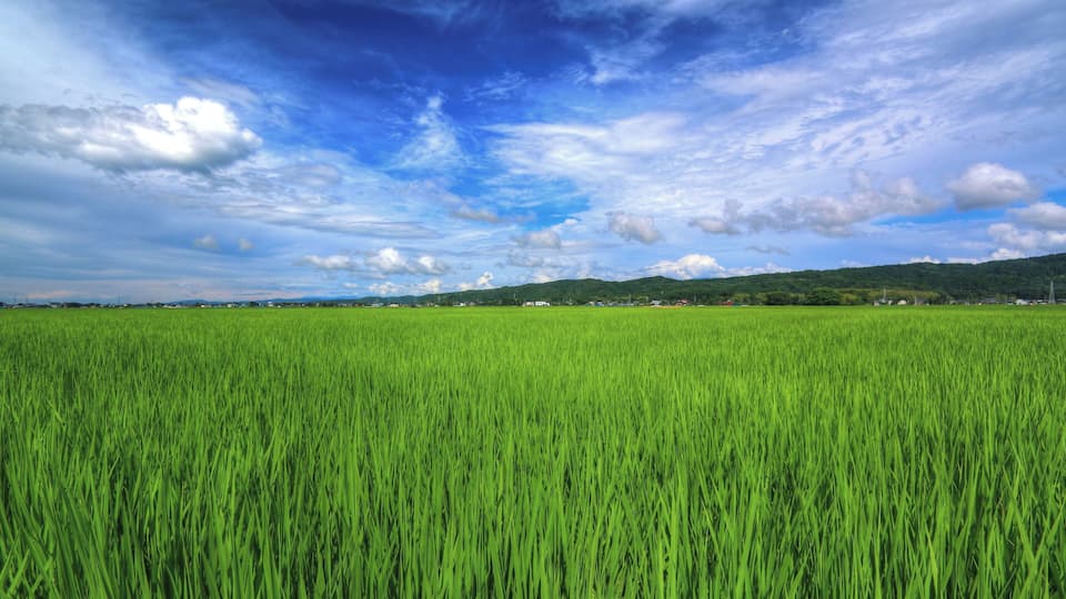A vast green field under a partly cloudy sky.