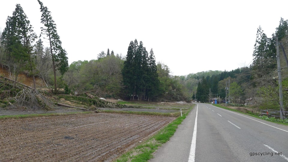 A rural road flanked by fields and dense forests.