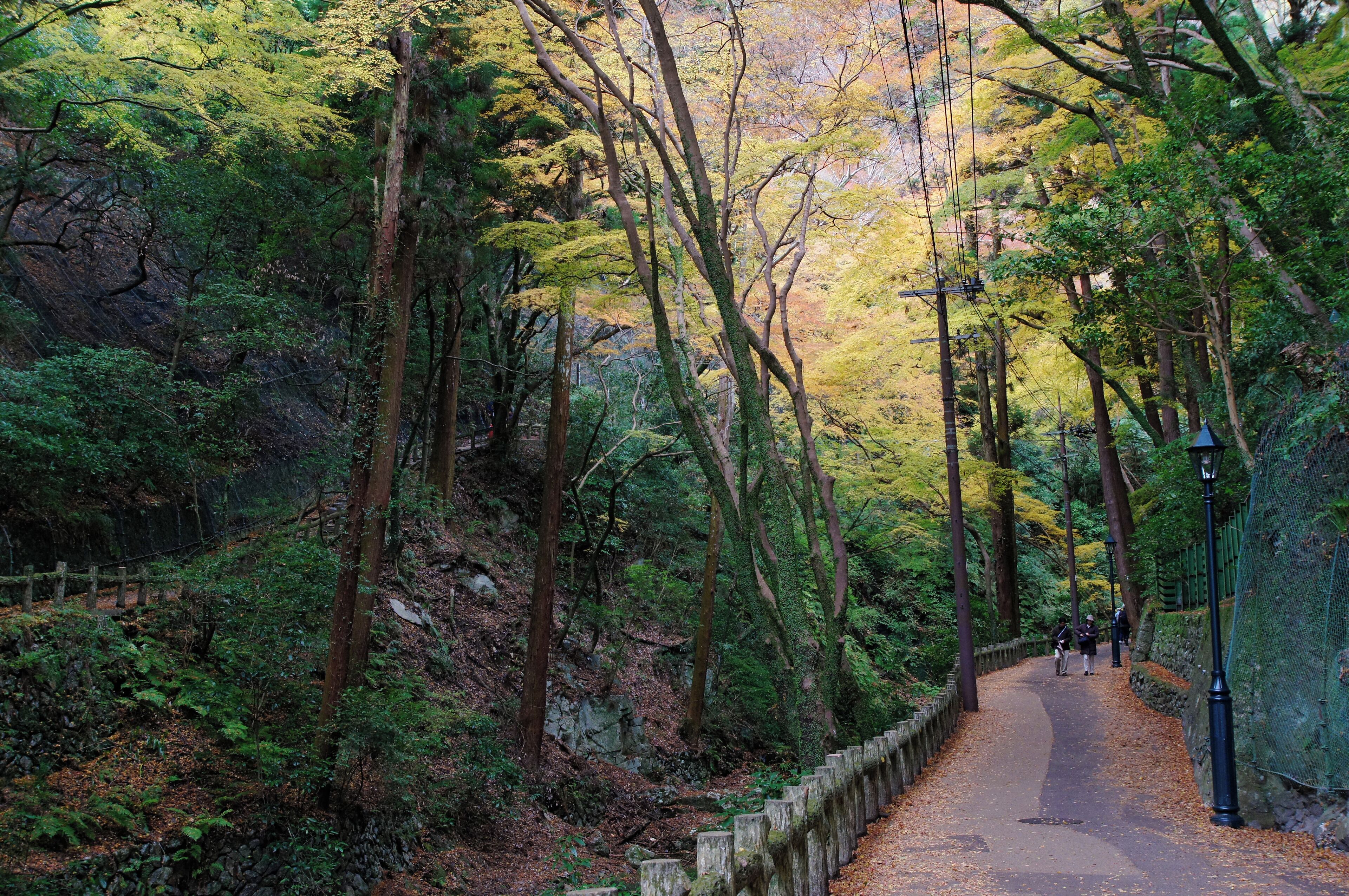 Meiji no Mori Minō Quasi-National Park in Minoh, Osaka prefecture, Japan