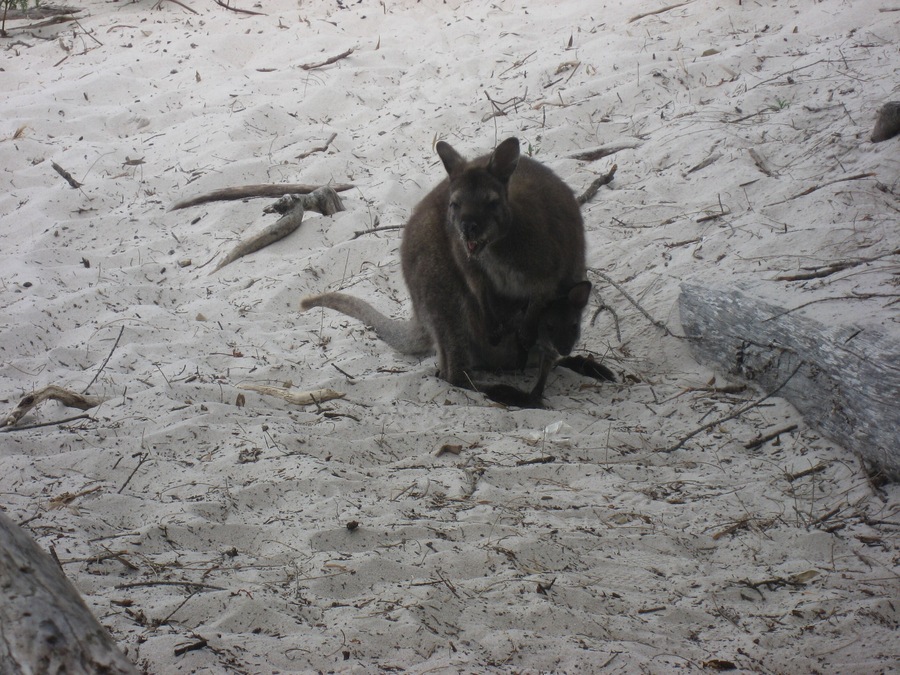 White Beach, Tasmania
We spotted a wild kangaroo and a baby in its pouch next to the sign not to feed the wildlife because it can:
- turn an animal into a pest
- cause the animal to become sick and die
- result in an animal injuring you
#LifeAtExpedia #wildlife
