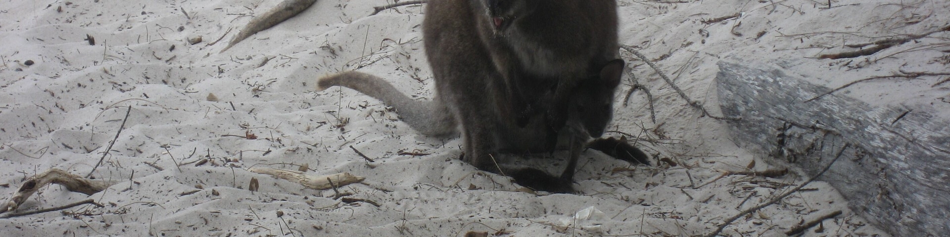 White Beach, Tasmania
We spotted a wild kangaroo and a baby in its pouch next to the sign not to feed the wildlife because it can:
- turn an animal into a pest
- cause the animal to become sick and die
- result in an animal injuring you
#LifeAtExpedia #wildlife