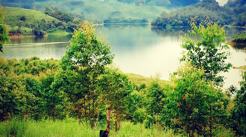 In the midst of tea garden at Munnar.