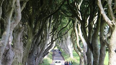A road lined with large trees, a car, and a group of people standing on the side.