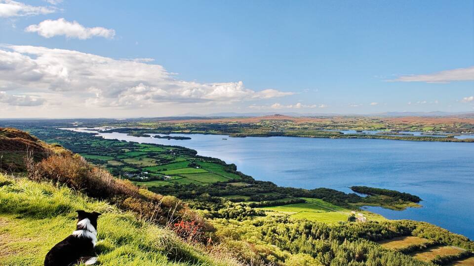 A dog on a grassy hill overlooking a large body of water with surrounding fields and distant hills.