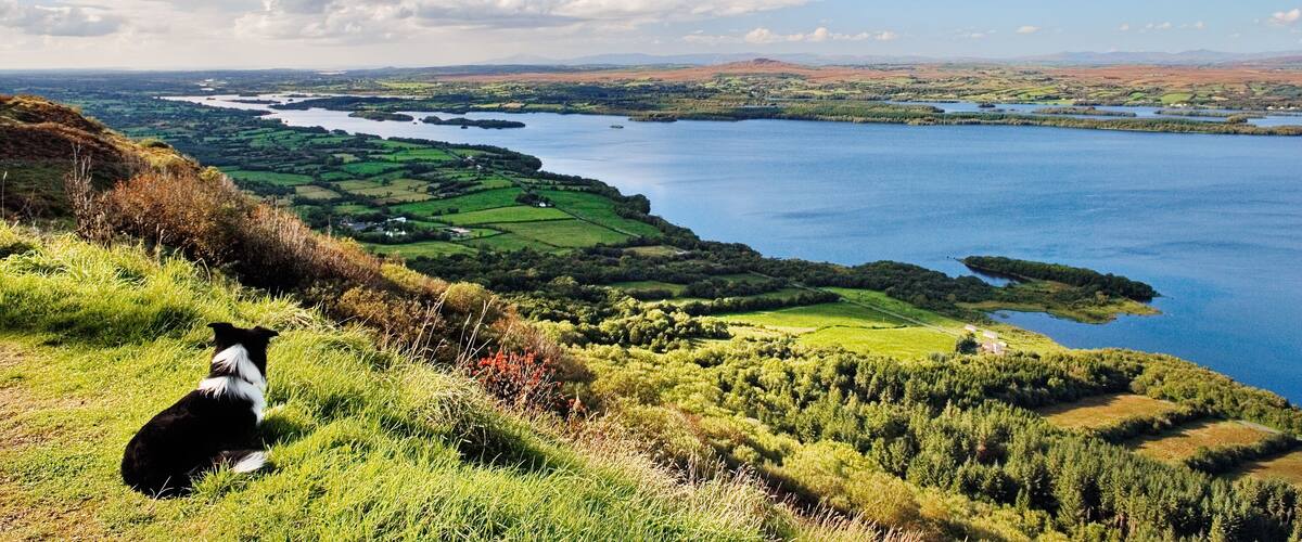 A dog on a grassy hill overlooking a large body of water with surrounding fields and distant hills.