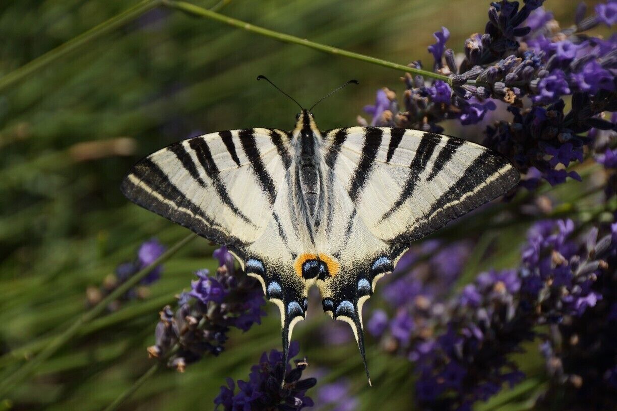 Scarce Swallowtail Butterfly in a lavender field in the Luberon in Provence, France.  This was a farm on the D230 / D943 from Saint-Saturnin-Les-Apt to Sault.  It is a stunning field with amazing views - another photo to follow.