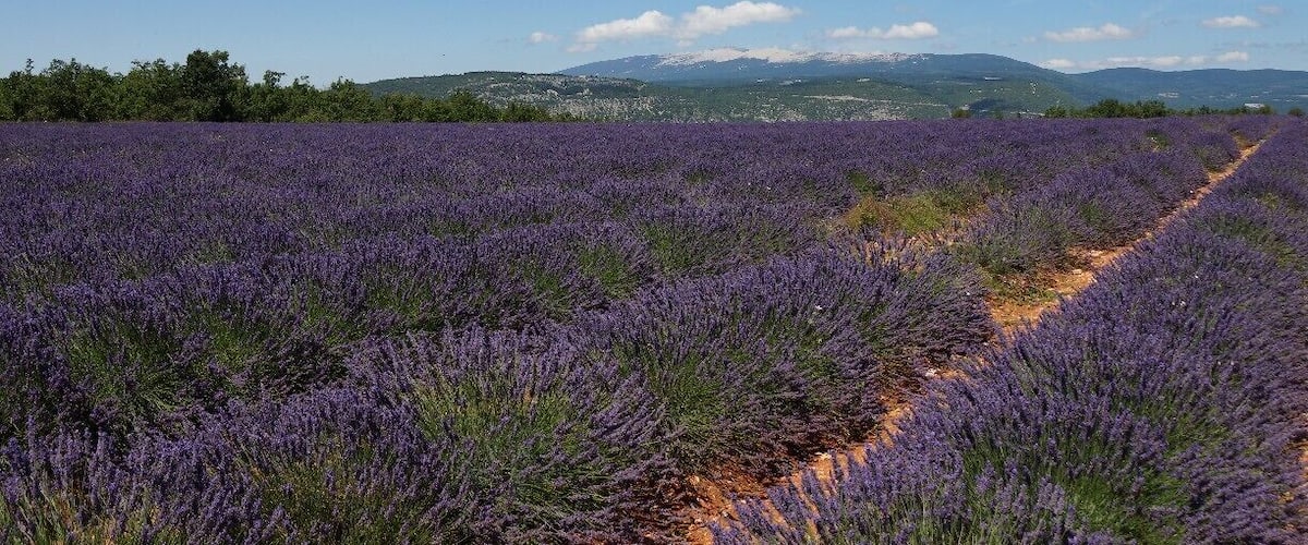 This is the farm with the butterfly. Lavender season is at its peak in July and the harvest starts in the 2nd half of July.