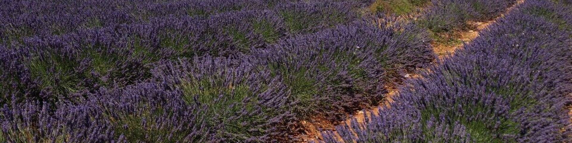 This is the farm with the butterfly. Lavender season is at its peak in July and the harvest starts in the 2nd half of July.