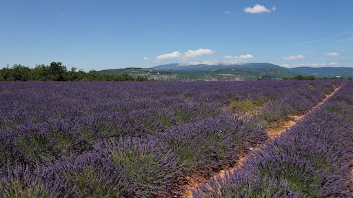 This is the farm with the butterfly. Lavender season is at its peak in July and the harvest starts in the 2nd half of July.