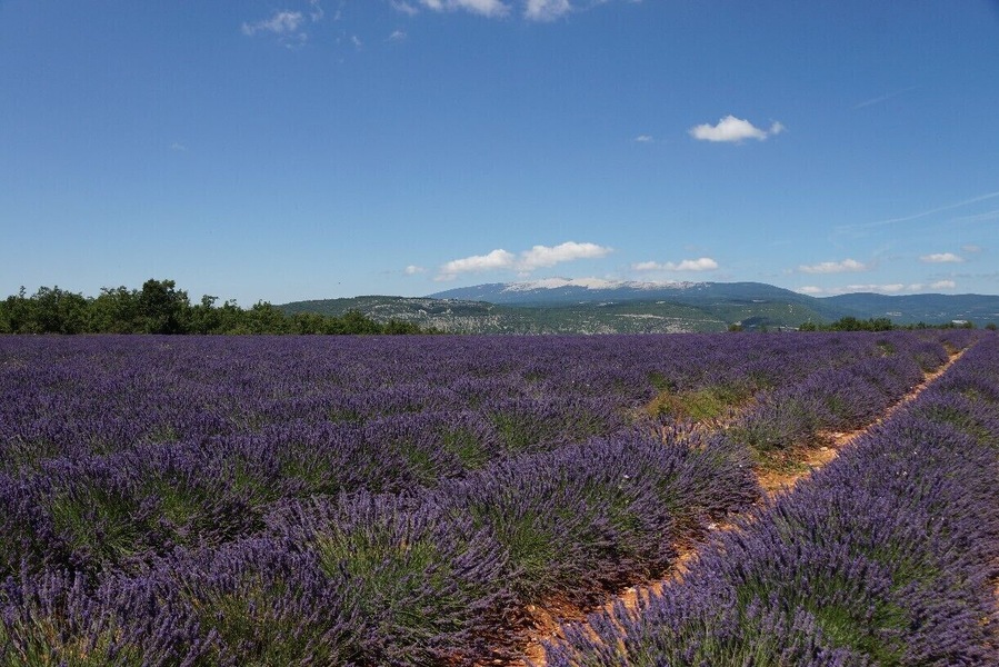 This is the farm with the butterfly. Lavender season is at its peak in July and the harvest starts in the 2nd half of July.