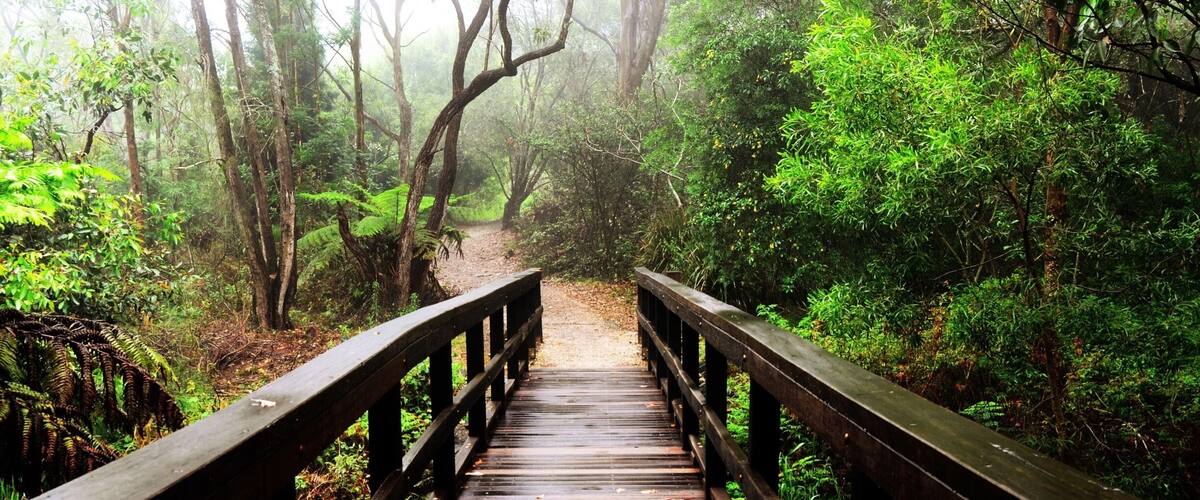 This bridge is the start of the 6.6 kms circuit going to Purling Brook Falls.
#Queensland #hiking
"To embark on the journey towards your goals and dreams requires bravery. To remain on that path requires courage. The bridge that merges the two is commitment." - Steve Maraboli