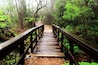 This bridge is the start of the 6.6 kms circuit going to Purling Brook Falls.
#Queensland #hiking
"To embark on the journey towards your goals and dreams requires bravery. To remain on that path requires courage. The bridge that merges the two is commitment." - Steve Maraboli