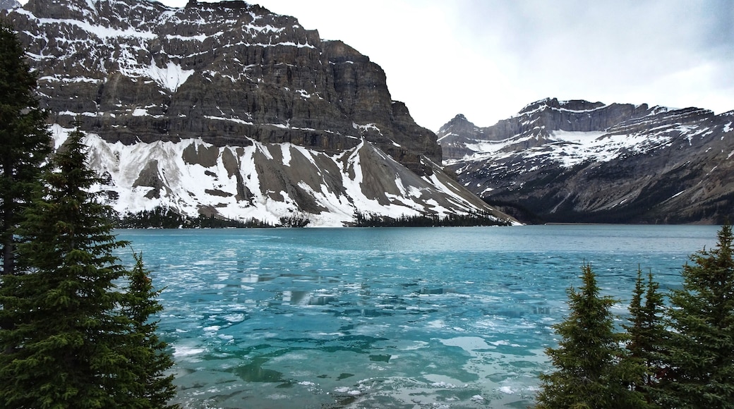 Bow Lake is a small lake in western Alberta, Canada. It is located on the Bow River, in the Canadian Rockies, at an altitude of 1920 m. The lake lies south of the Bow Summit, east of the Waputik Range and west of the Dolomite Pass, Dolomite Peak and Cirque Peak. Wikipedia (June 2019)
#Nature