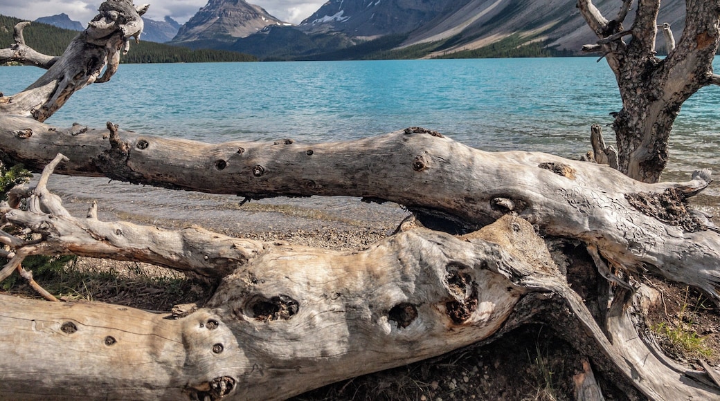 Bow Lake in Alberta, CA. Nestled away of the main road between Jasper and Banff. #Adventure #BowLake #Canada