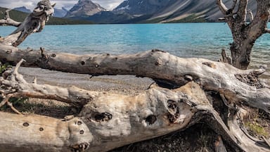 Bow Lake in Alberta, CA. Nestled away of the main road between Jasper and Banff. #Adventure #BowLake #Canada