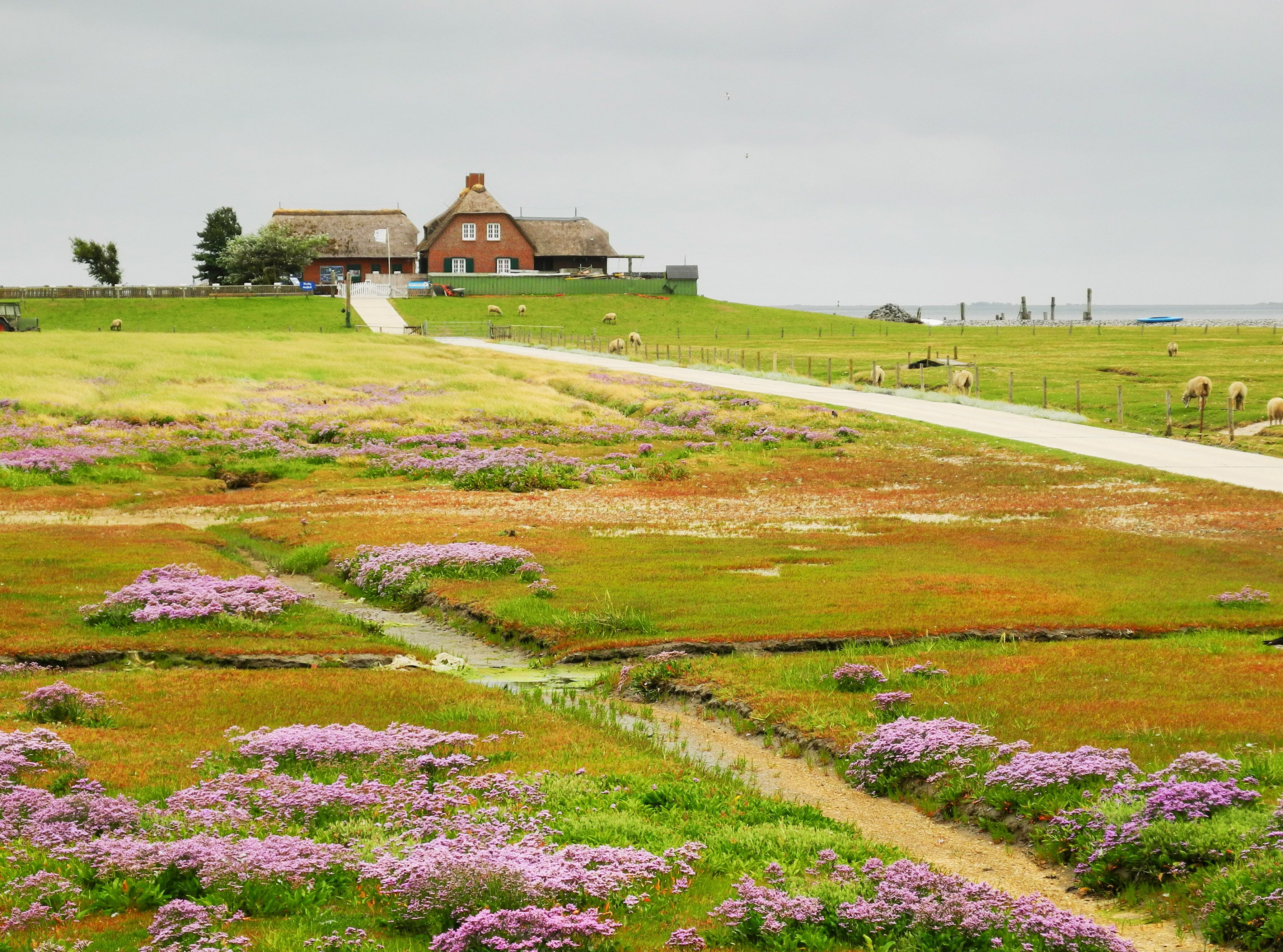 Hallig Südfall, Strandfliederblüte