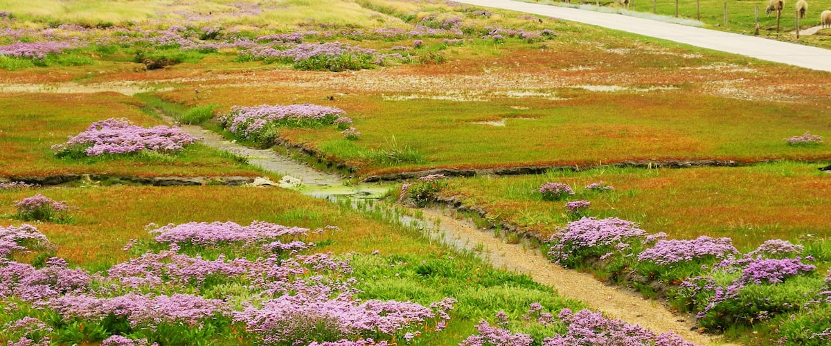Hallig Südfall, Strandfliederblüte