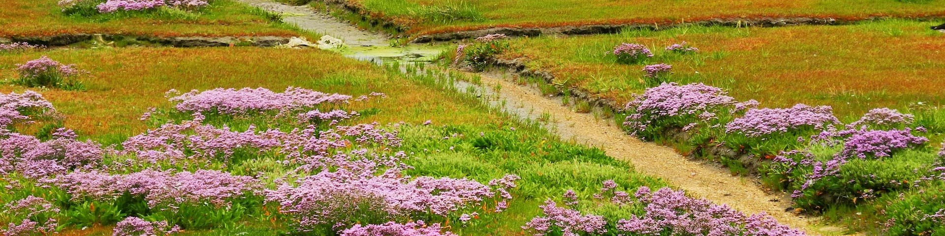 Hallig Südfall, Strandfliederblüte