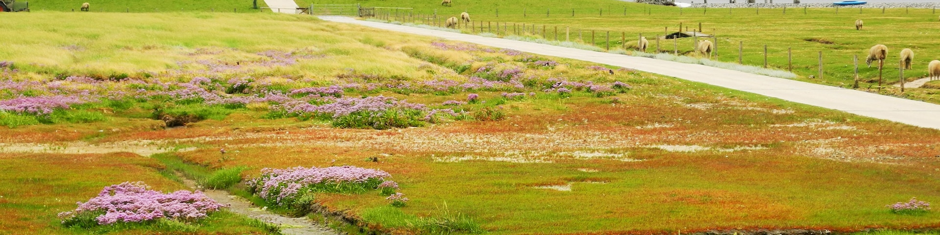 Hallig Südfall, Strandfliederblüte