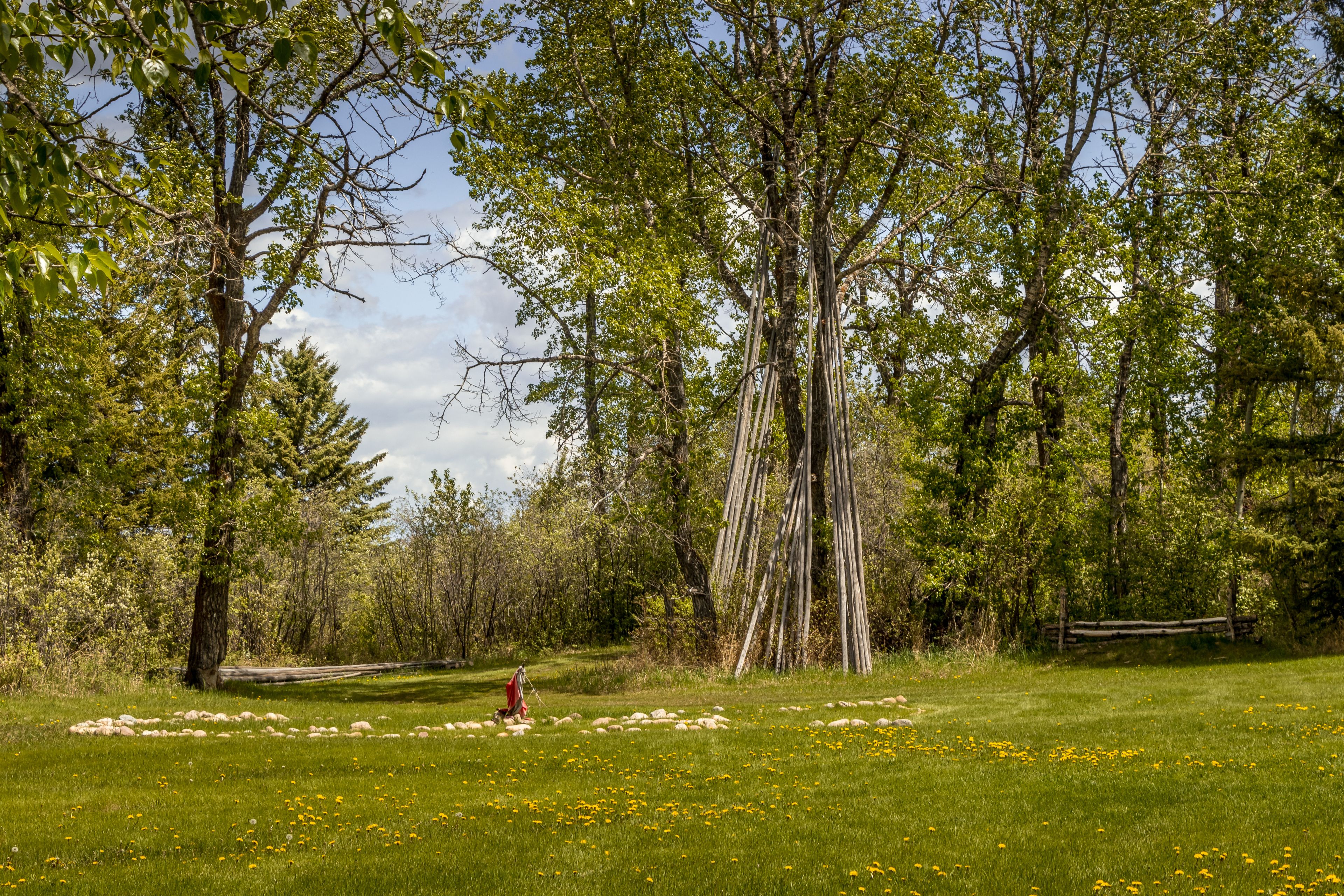 A grassy field with scattered sheep and tall trees.