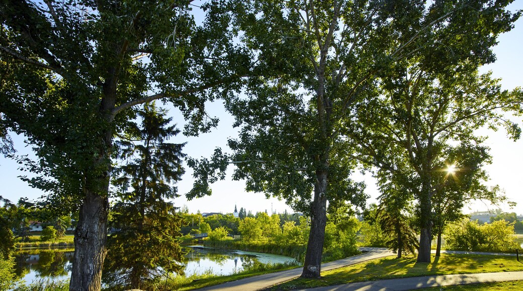 Sunlight and shadows fall on the trails in Mirror Lake Park at sunrise; Camrose, Alberta, Canada