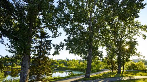 Sunlight and shadows fall on the trails in Mirror Lake Park at sunrise; Camrose, Alberta, Canada