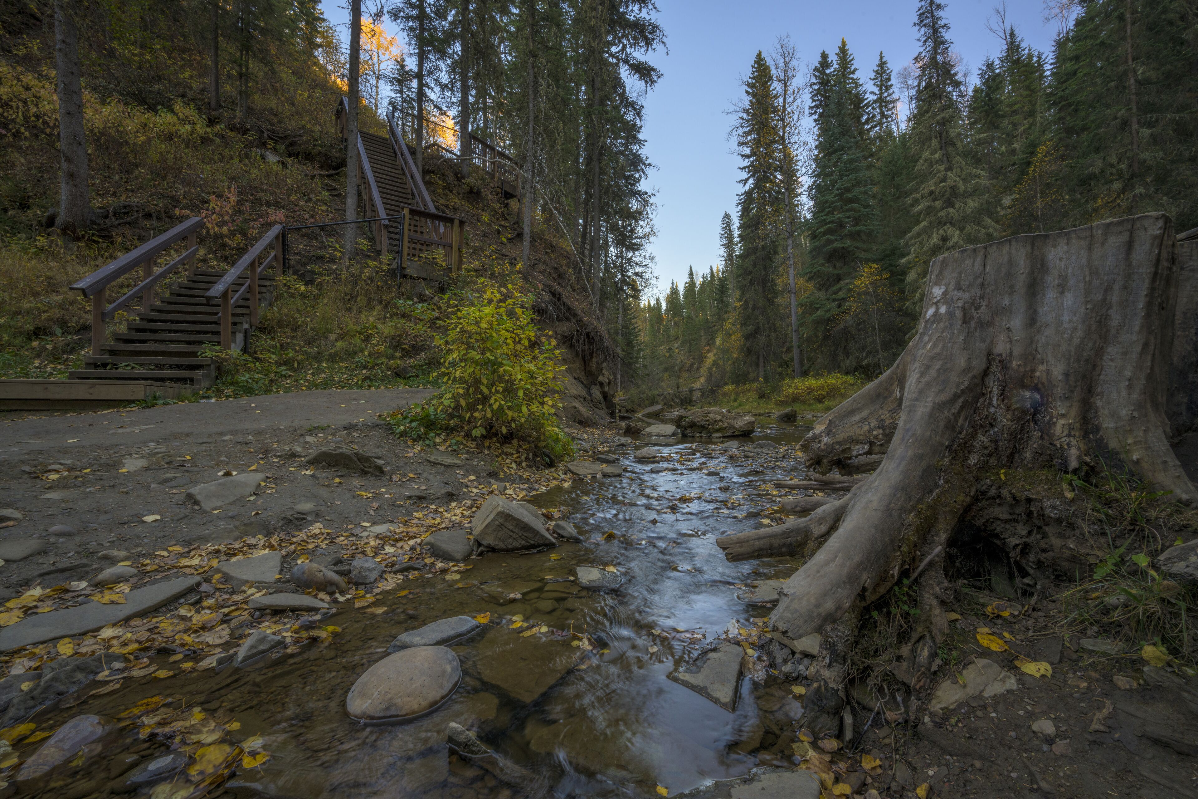 Beautiful shot of a stream in a forest in Hard Luck Canyon of Alberta, Canada